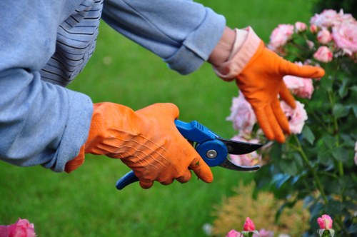 Local hedge trimming service for a front garden in Balham