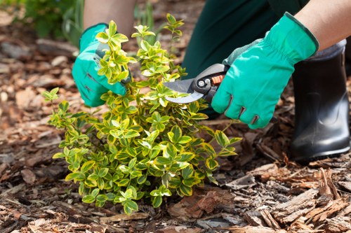 Commercial tree felling service for premises near Balham