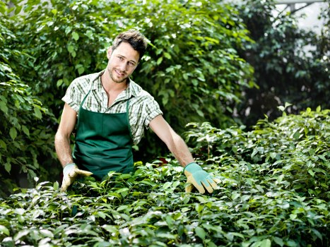 Updated cookie policy information for Balham tree surgeons