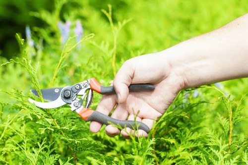 Tidy hedge maintenance for a Balham home and garden