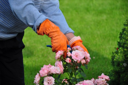 Tree care specialist trimming branches to improve canopy health